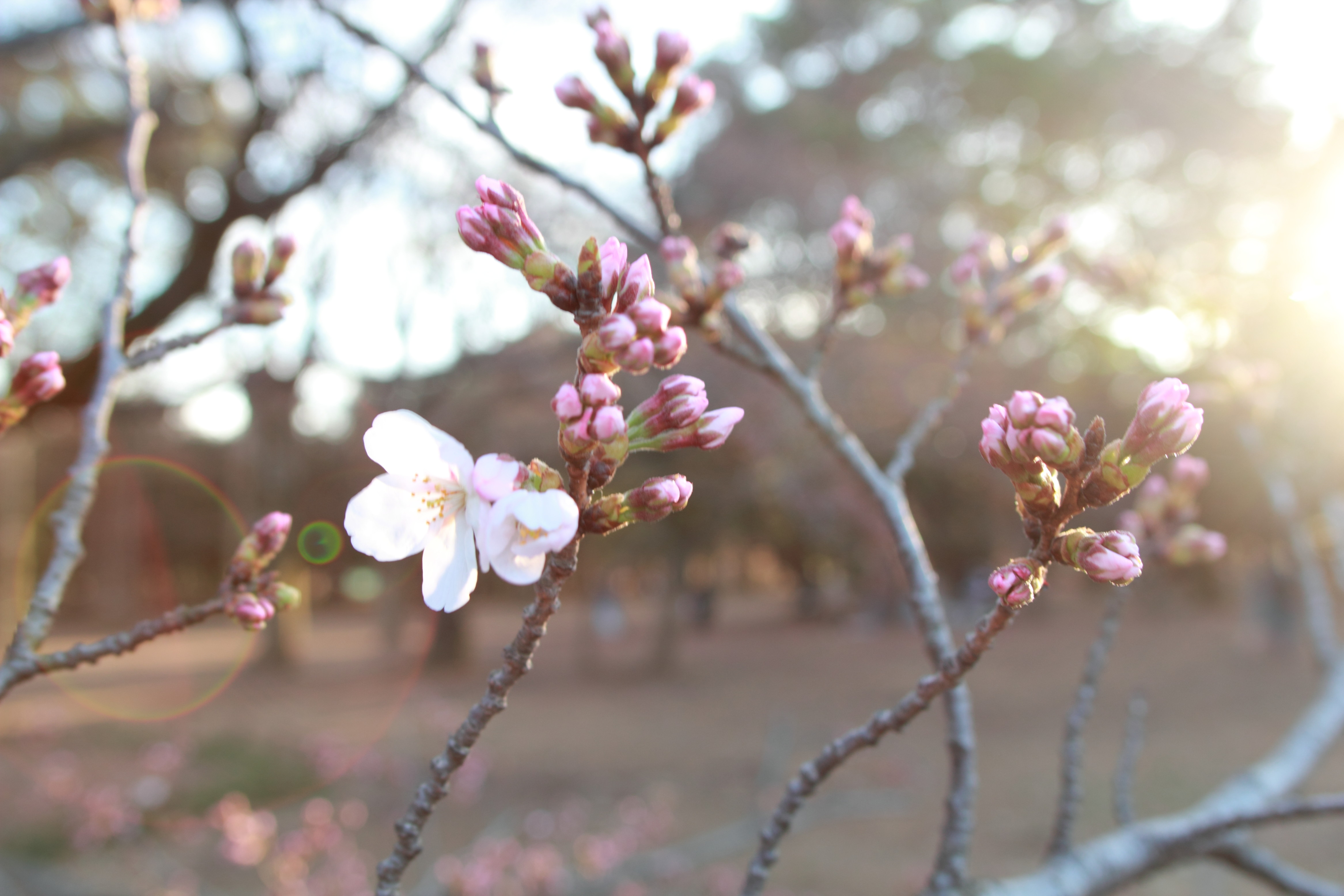 3.21東京も開花宣言！代々木公園の桜はどんな感じ？